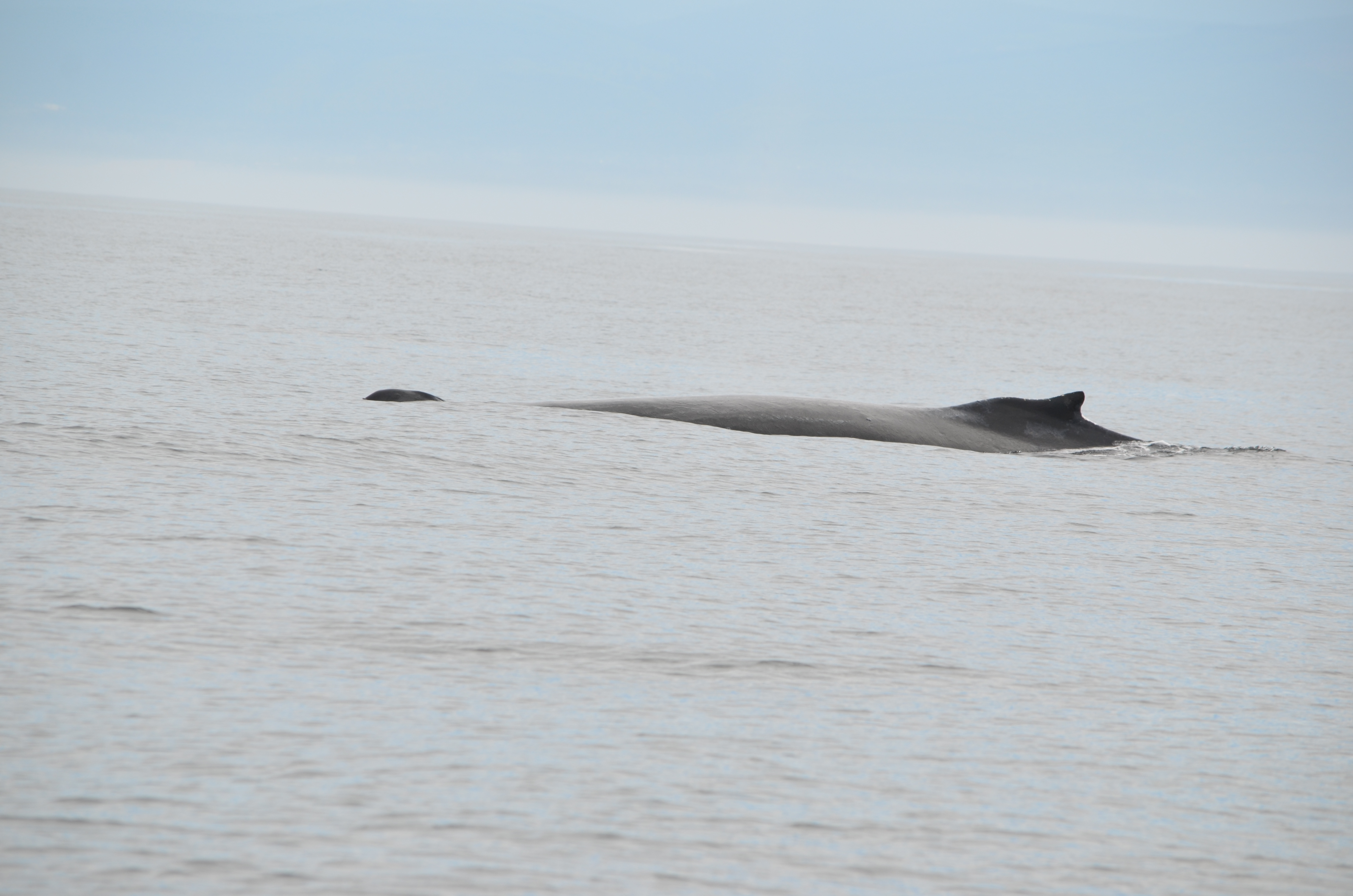 photos/wildlife/Mammal_Species/Humpback Whale/DSC_0077.JPG